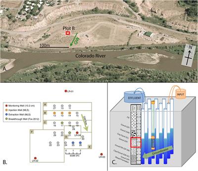 Microbial and Geochemical Dynamics of an Aquifer Stimulated for Microbial Induced Calcite Precipitation (MICP)